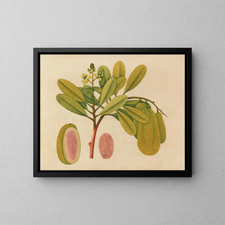 Album of Asian fruit and flower watercolor paintings Pl01 - Anonymous — framed artwork on a wall