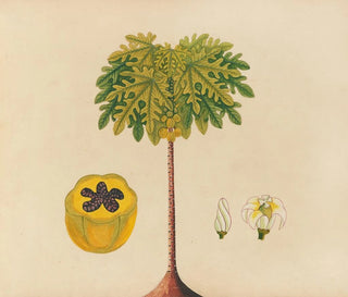 Album of Asian fruit and flower watercolor paintings Pl02 - Anonymous — artwork view