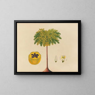 Album of Asian fruit and flower watercolor paintings Pl02 - Anonymous — framed artwork on a wall