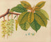 Album de aquarelles de fruits et fleurs asiatiques Pl03 - Anonyme — artwork view