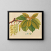 Album de aquarelles de fruits et fleurs asiatiques Pl03 - Anonyme — framed artwork on a wall