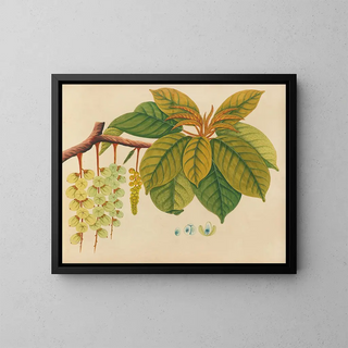 Album de aquarelles de fruits et fleurs asiatiques Pl03 - Anonyme — framed artwork on a wall