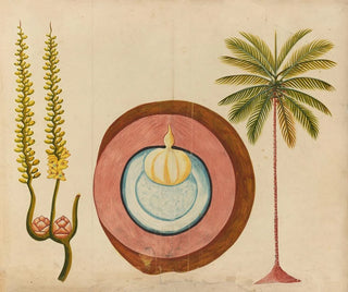 Album of Asian fruit and flower watercolors Pl04 - Anonymous — artwork view