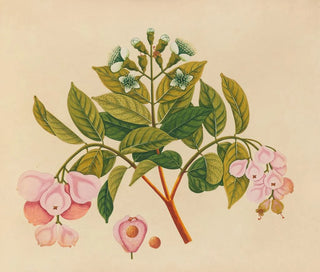 Album of Asian fruit and flower watercolor paintings Pl06 - Anonymous — artwork view