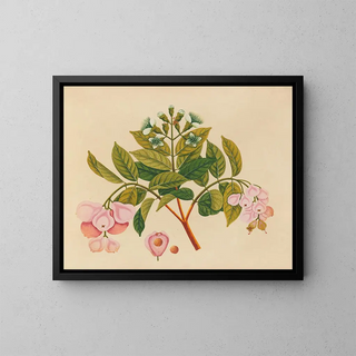 Album of Asian fruit and flower watercolor paintings Pl06 - Anonymous — framed artwork on a wall