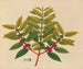 Album of Asian fruit and flower watercolors Pl07 - Anonymous — artwork view