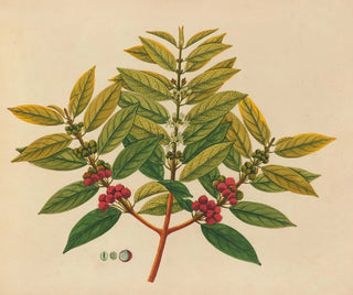 Album of Asian fruit and flower watercolors Pl07 - Anonymous — artwork view