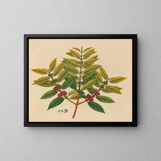 Album of Asian fruit and flower watercolors Pl07 - Anonymous — framed artwork on a wall