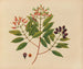 Album of Asian fruit and flower watercolors Pl08 - Anonymous — artwork view