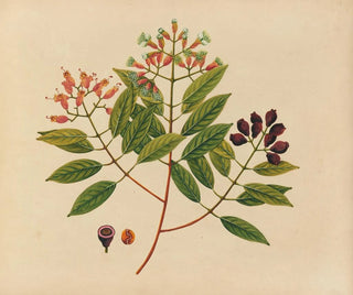 Album of Asian fruit and flower watercolors Pl08 - Anonymous — artwork view