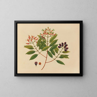 Album of Asian fruit and flower watercolors Pl08 - Anonymous — framed artwork on a wall