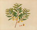 Album of Asian fruit and flower watercolors Pl09 - Anonymous — artwork view