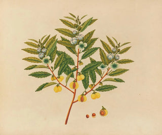 Album of Asian fruit and flower watercolors Pl09 - Anonymous — artwork view