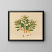 Album of Asian fruit and flower watercolors Pl09 - Anonymous — framed artwork on a wall