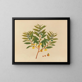 Album of Asian fruit and flower watercolors Pl09 - Anonymous — framed artwork on a wall