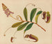 Album de aquarelles de fruits et fleurs asiatiques Pl10 - Anonyme — artwork view