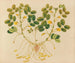 Album de aquarelles de fruits et fleurs asiatiques Pl11 - Anonyme — artwork view