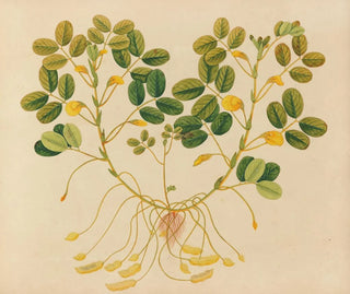 Album de aquarelles de fruits et fleurs asiatiques Pl11 - Anonyme — artwork view
