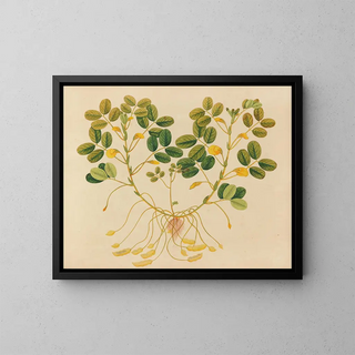 Album de aquarelles de fruits et fleurs asiatiques Pl11 - Anonyme — framed artwork on a wall
