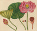 Album de aquarelles de fruits et fleurs asiatiques Pl12 - Anonyme — artwork view