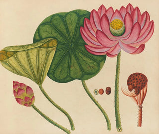 Album de aquarelles de fruits et fleurs asiatiques Pl12 - Anonyme — artwork view