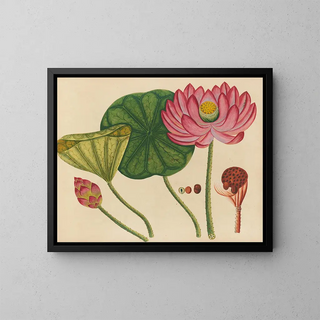 Album de aquarelles de fruits et fleurs asiatiques Pl12 - Anonyme — framed artwork on a wall