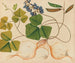 Album of Asian fruit and flower watercolors Pl13 - Anonymous — artwork view