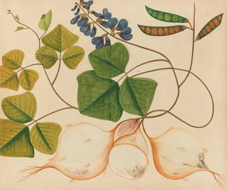 Album of Asian fruit and flower watercolors Pl13 - Anonymous — artwork view