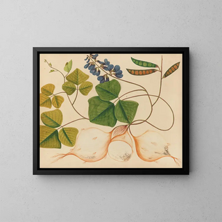 Album of Asian fruit and flower watercolors Pl13 - Anonymous — framed artwork on a wall