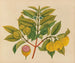 Album of Asian fruit and flower watercolor paintings Pl14 - Anonymous — artwork view
