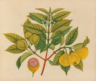 Album of Asian fruit and flower watercolor paintings Pl14 - Anonymous — artwork view