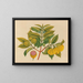 Album of Asian fruit and flower watercolor paintings Pl14 - Anonymous — framed artwork on a wall