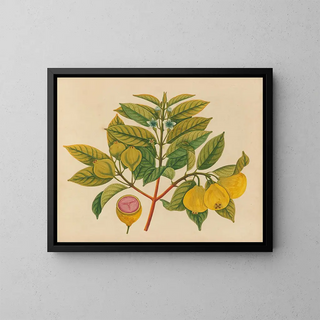 Album of Asian fruit and flower watercolor paintings Pl14 - Anonymous — framed artwork on a wall
