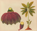 Album de aquarelles de fruits et fleurs asiatiques Pl15 - Anonyme — artwork view
