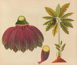 Album de aquarelles de fruits et fleurs asiatiques Pl15 - Anonyme — artwork view