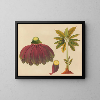 Album de aquarelles de fruits et fleurs asiatiques Pl15 - Anonyme — framed artwork on a wall