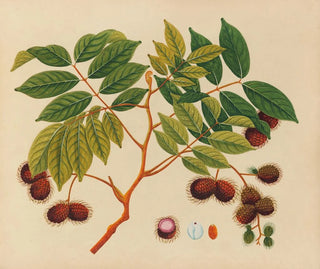 Album de aquarelles de fruits et fleurs asiatiques Pl16 - Anonyme — artwork view