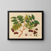 Album de aquarelles de fruits et fleurs asiatiques Pl16 - Anonyme — framed artwork on a wall