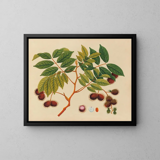 Album de aquarelles de fruits et fleurs asiatiques Pl16 - Anonyme — framed artwork on a wall