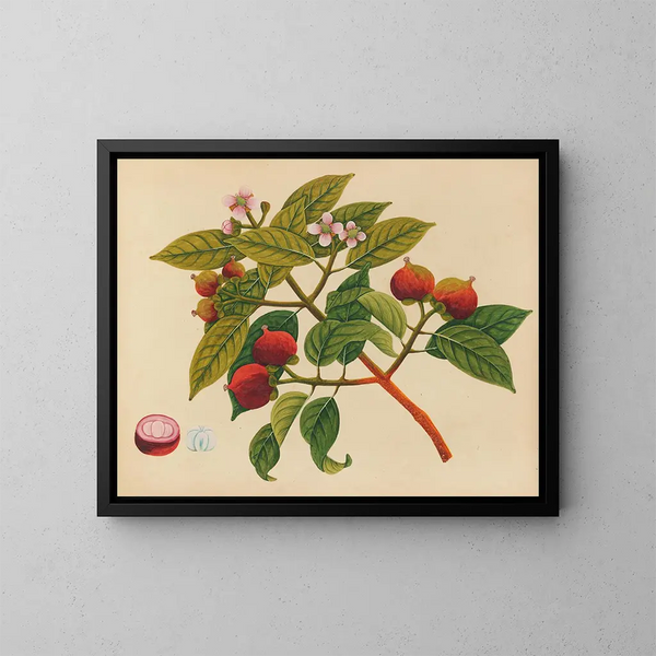 Album de aquarelles de fruits et fleurs asiatiques Pl17 - Anonyme — framed artwork on a wall
