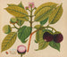 Album of Asian fruit and flower watercolors Pl18 - Anonymous — artwork view