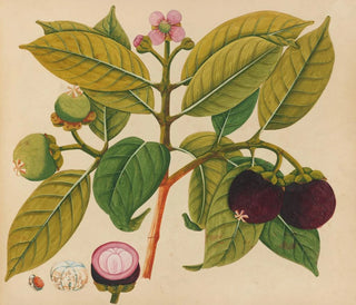 Album of Asian fruit and flower watercolors Pl18 - Anonymous — artwork view