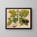 Album of Asian fruit and flower watercolors Pl18 - Anonymous — framed artwork on a wall