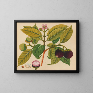 Album of Asian fruit and flower watercolors Pl18 - Anonymous — framed artwork on a wall