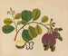 Album of Asian fruit and flower watercolors Pl19 - Anonymous — artwork view