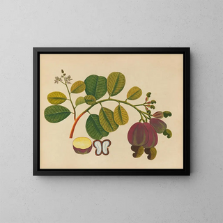 Album of Asian fruit and flower watercolors Pl19 - Anonymous — framed artwork on a wall