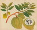 Album de aquarelles de fruits et fleurs asiatiques Pl20 - Anonyme — artwork view