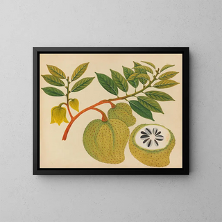 Album de aquarelles de fruits et fleurs asiatiques Pl20 - Anonyme — framed artwork on a wall