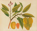 Album of Asian fruit and flower watercolors Pl21 - Anonymous — artwork view