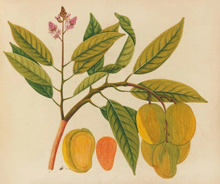 Album of Asian fruit and flower watercolors Pl21 - Anonymous — artwork view